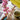 lego botanicals 40725 cherry blossom 430 piece set. shows a close up of the cherry blossoms in a vase.