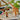 lego creator 31150 wild animals safari. shows a close up of the giraffe, tree and flamingo.