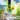 lego botanicals 40524 sunflowers 191 piece set. shows the fully built sunflowers sitting in a vase.