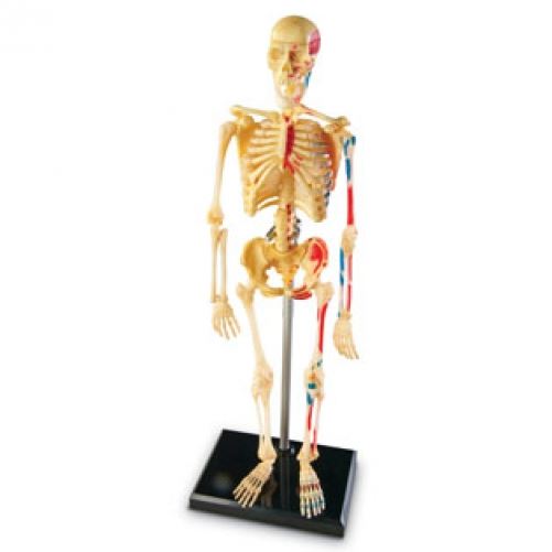Skeleton Anatomy Model - Build knowledge of the human skeleton - CuriousMinds.co.uk