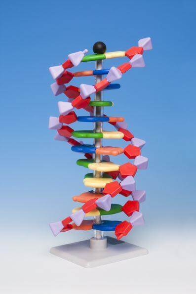 Advanced mini DNA model - Molymod - CuriousMinds.co.uk
