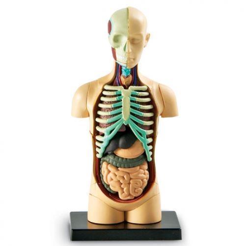 Learning Resources Build Your Own Human Body Anatomy Model - CuriousMinds.co.uk