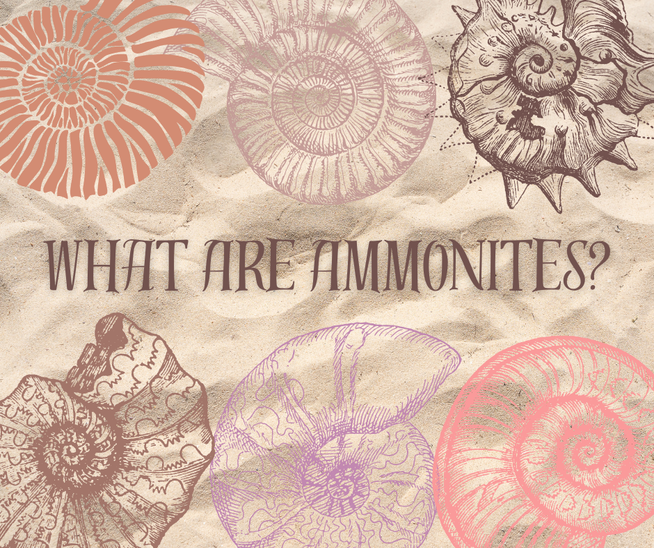 What Are Ammonite Fossils?