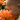 Why Do Flowers Smell? The Surprisingly Devious World of Floral Scent