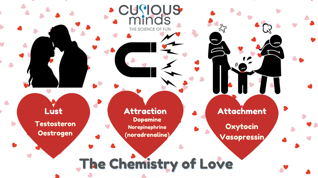 Diagram to explain the roles of different hormones in romantic love