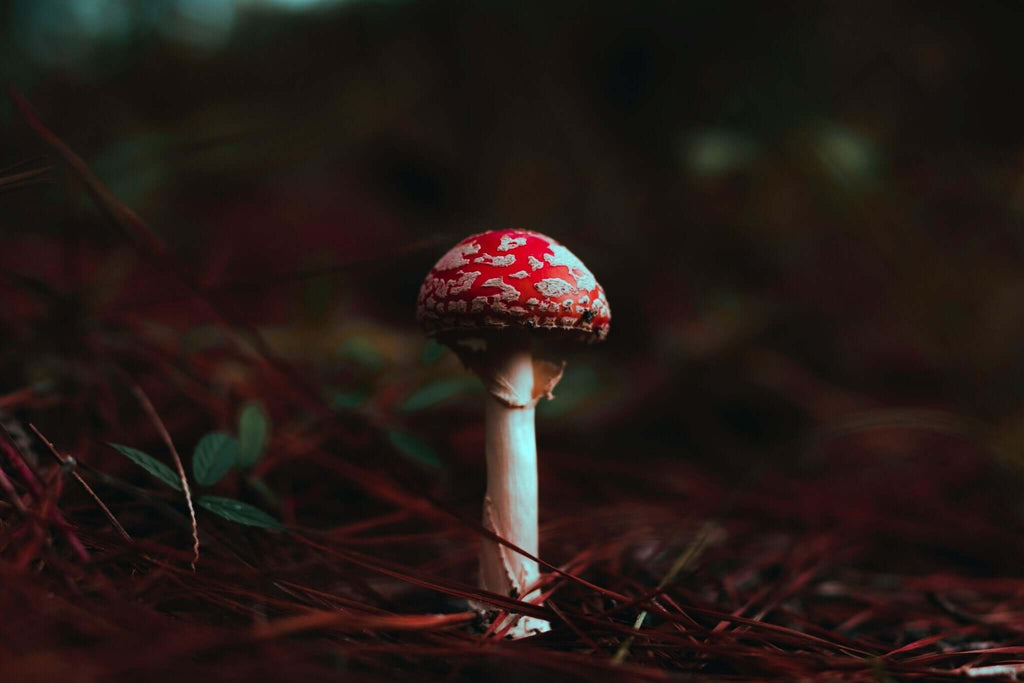 The Magic Of Witches, Broomsticks & Fly Agaric Mushroom | CuriousMinds.co.uk