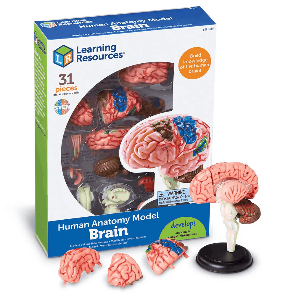 Learning Resources Detailed Human Brain Anatomy Model for Ages 8 & Up ...