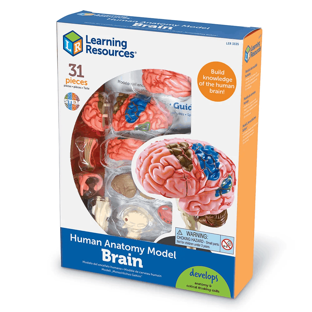 Learning Resources Detailed Human Brain Anatomy Model for Ages 8 & Up ...