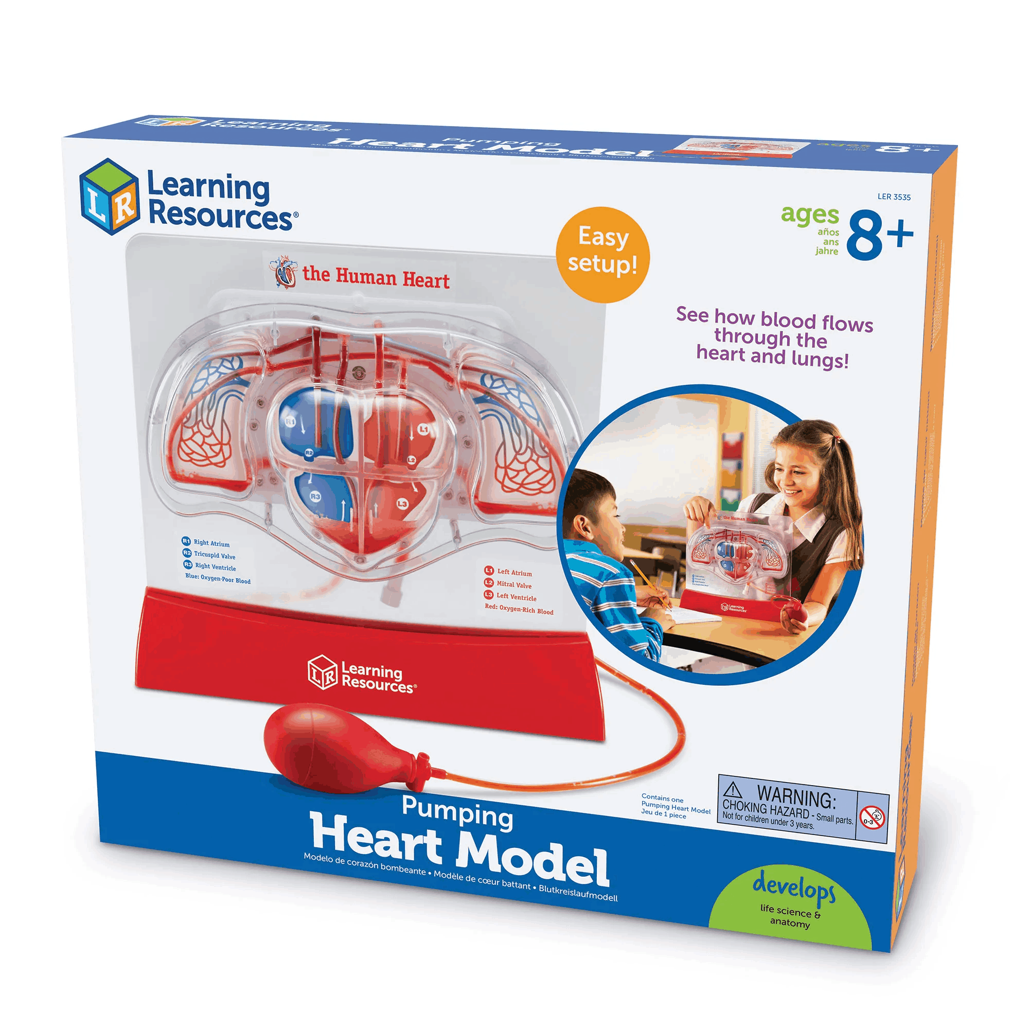Heart Science Learning Learning Resources Pumping Human Heart Anatomy Model for Ages 8 and Up ...