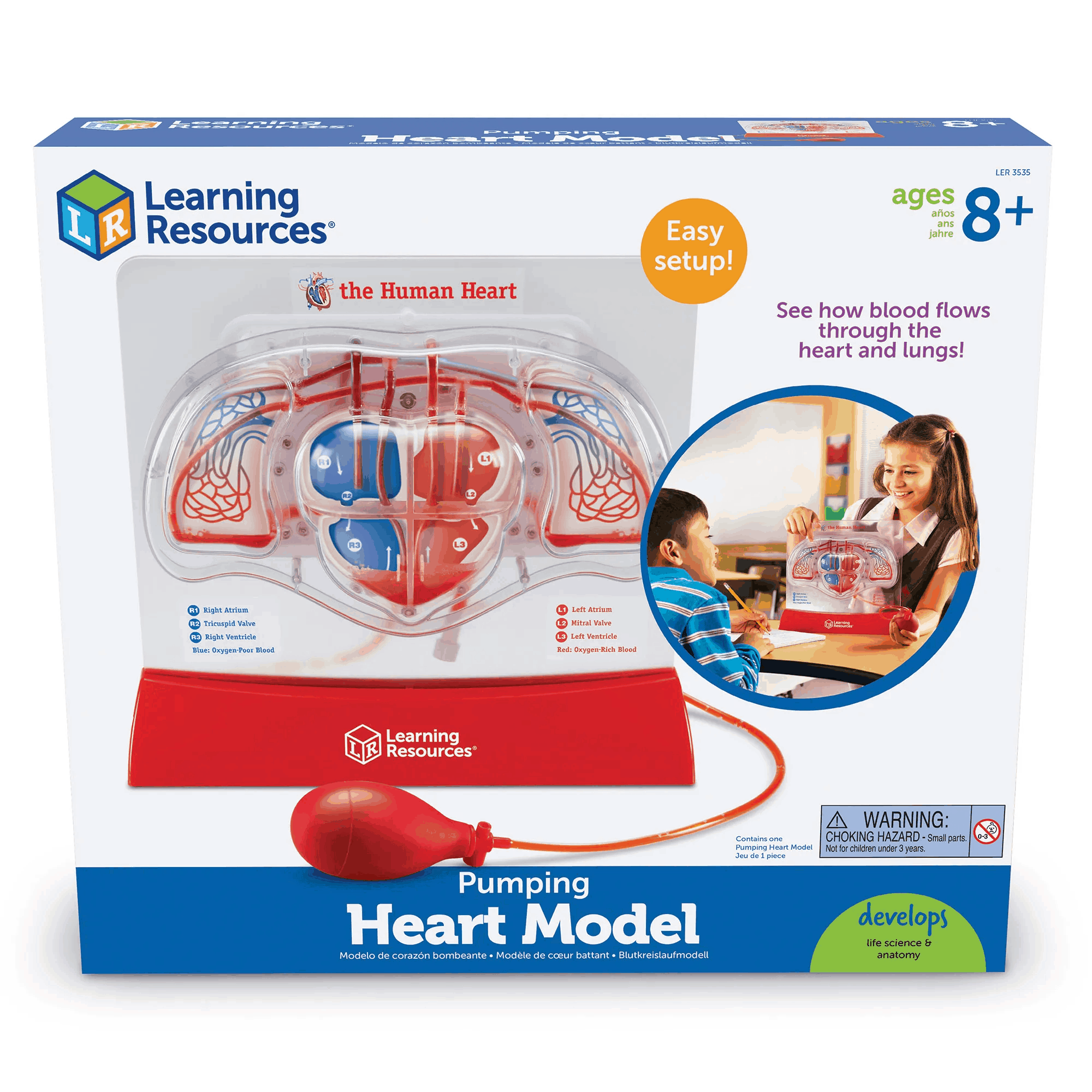 Learning Resources Pumping Human Heart Anatomy Model for Ages 8 and Up ...