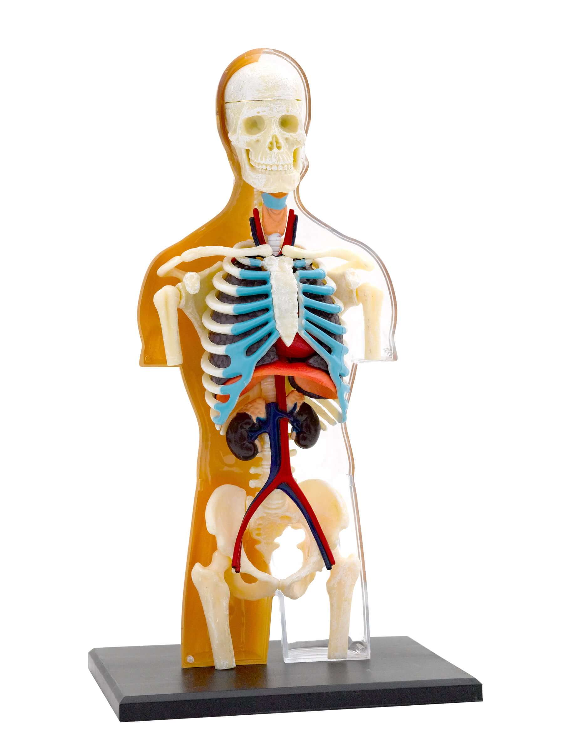 Thames & Kosmos Nature Discovery Human Body Anatomy Model for Ages 8 ...