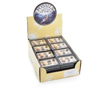 Mini Fossils of the World Collection - CuriousMinds.co.uk