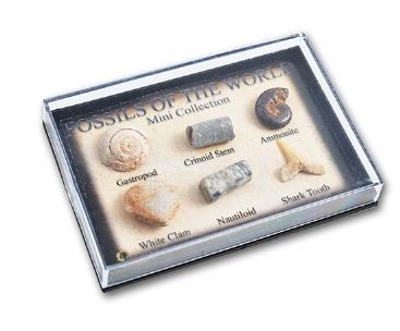 Mini Fossils of the World Collection - CuriousMinds.co.uk