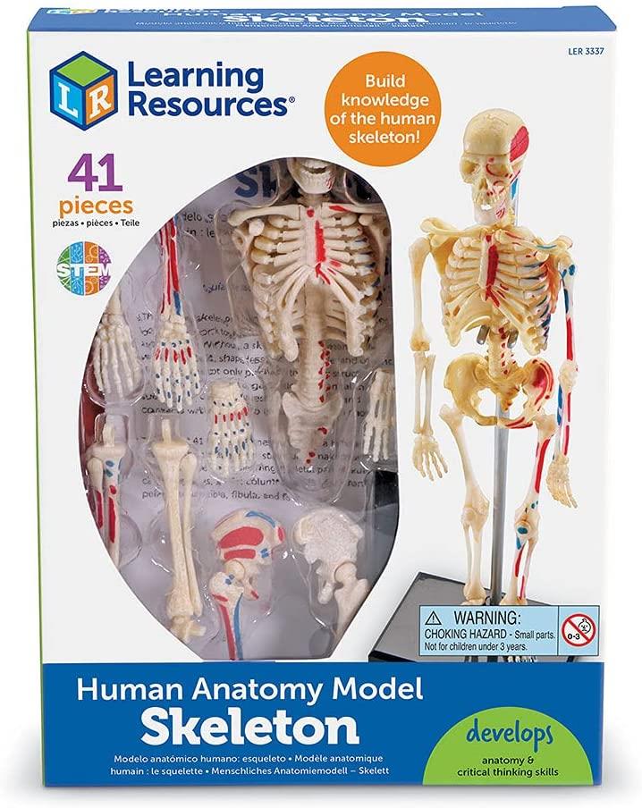 Learning Resources Detailed Human Skeleton Anatomy Model for Ages 8 ...