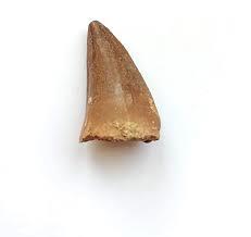 Mining Mike's Genuine Mosasaur Tooth - CuriousMinds.co.uk