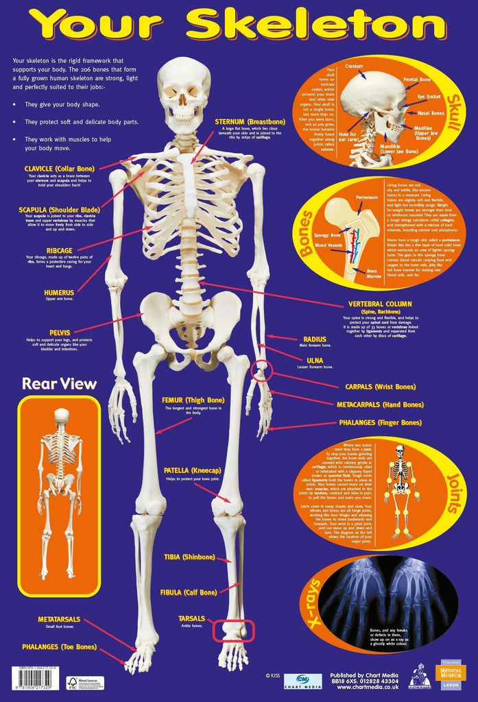 Your Skeleton Wall Chart - CuriousMinds.co.uk